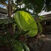 Отель Castaways Resort & Spa Rainforest, фото 21