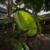 Отель Castaways Resort & Spa Rainforest, фото 20