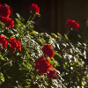 Отель Auberge du Raisin, фото 23
