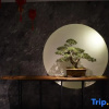Отель Wuyi Mountain Yuewuyi Tea Life Aesthetics Hotel, фото 11