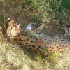 Отель Amanzimlotzi Riverside Bush Camp in Kruger Park, Limpopo, фото 1