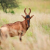 Отель Mahikeng Lodge, фото 20