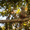 Отель Treetops - Forest Escape - Onetangi, фото 20