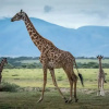 Отель Voyage Camp Safari Lodge, фото 17