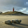 Отель Luxury Villa With 3 Bathrooms, not far From the sea on Texel, фото 17