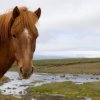 Отель Geysir Hestar, фото 13