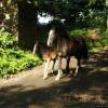 Отель Rancho Frontczaka. Gospodarstwo agroturystyczne, фото 17