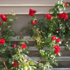 Отель Mt Rosa Lodge, фото 8
