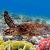 Отель Kapalua Bay Villas 35g2, фото 14