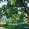 Отель Hangzhou Hua Jia Shan Resort, фото 31