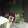 Отель Hostel Paraiso Rio Celeste, фото 6