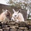 Отель The Cuddly Cow Cosy Barn Studio Farm Stay, фото 21