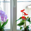 Отель Apartments Festum, фото 8