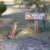 Отель Wallaby Ridge Retreat, фото 9