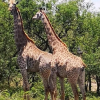 Отель Boulders Safari Lodge, фото 17