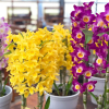 Отель Yufuin Flora House, фото 26