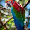 Отель Jungla de Panama, фото 10