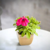 Отель B&B Solarium, фото 26