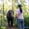 Отель Tawan Riverside - Elephant Resort, фото 39