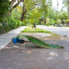 Отель Peacock 2 in Fort Lauderdale, фото 17