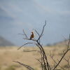 Отель Mount Camdeboo Private Game Reserve by NEWMARK, фото 19