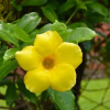 Отель Arbol Dorado, фото 21