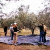 Отель Estate Olive Grove, фото 8