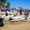 Отель BIG4 Ingenia Holidays Phillip Island, фото 27