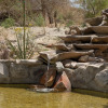 Отель The Bungalows by Homestead Modern at The Joshua Tree Retreat Center, фото 32