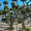Отель Villaggio Villa Lubrense, фото 15