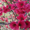 Отель B&B Fiori di Pesco, фото 21
