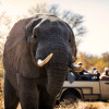 Отель Toro River Lodges Big 5 Exclusive Safari, фото 19