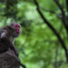 Отель Morino Kuni Mizugiwa no Lodge, фото 5
