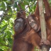 Отель Arut Riverside Orangutan Guest house, фото 27