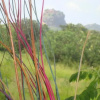 Отель Sigiri Sarilco Rock View Treehouse, фото 26