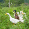 Отель Jungle Boss Homestay, фото 14