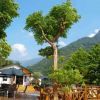 Отель Taian Tangyue Hot Sprigs Resort, фото 17
