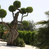 Отель Villa Tonia, фото 8