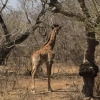 Отель Leadwood Tree Safari Lodge, фото 26