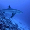 Отель Tiger Shark Residence, фото 15