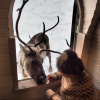 Отель Igluhut sleeping with reindeer, фото 5