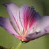 Отель Big Valley Hotel Fazenda, фото 8