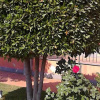 Отель The Terrace of the Etna Milo, фото 4