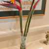 Отель Altona Guest House, фото 13