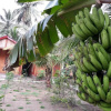 Отель Coconut Homestay, фото 26