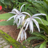 Отель Pousada Rosa dos Ventos Kchu, фото 4
