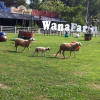 Отель Wana Horse And Ostrich Farm Tent, фото 8