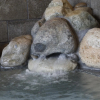 Отель Dormy Inn Fukui Natural Hot Springs, фото 25