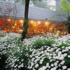 Отель Alishan Lauya Homestay, фото 2