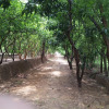 Отель The Aranya Nature resort, фото 6